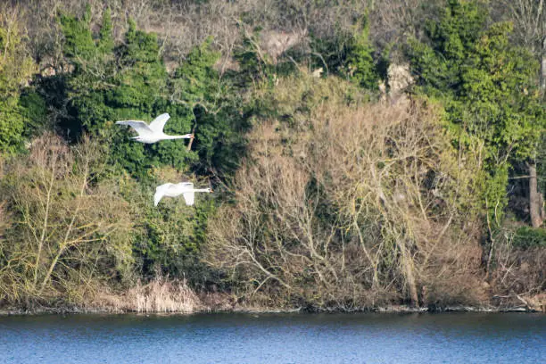 Scenic nature picture of two swans flying