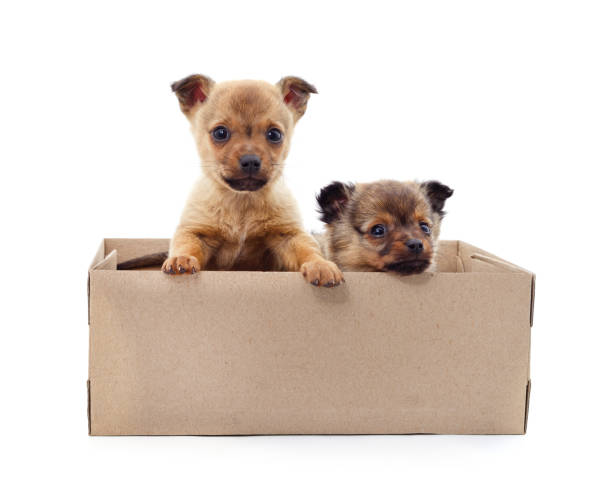istock Puppies in the box. 1367673226