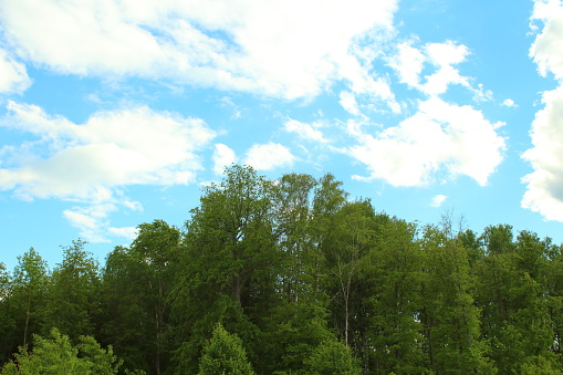 Beautiful green trees and sky with clouds. Background. Landscape.