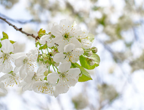 istock white cherry blossoms in the garden 1367674912
