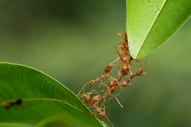 istock Ant action standing. Ant bridge unity team, Concept team work together 1367675147