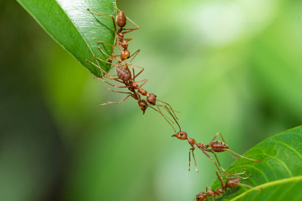 istock Ant action standing. Ant bridge unity team, Concept team work together 1367675162