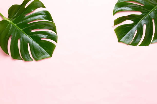istock Tropical Jungle Leaf, Monstera, resting on flat surface, on peach background. 1367676300