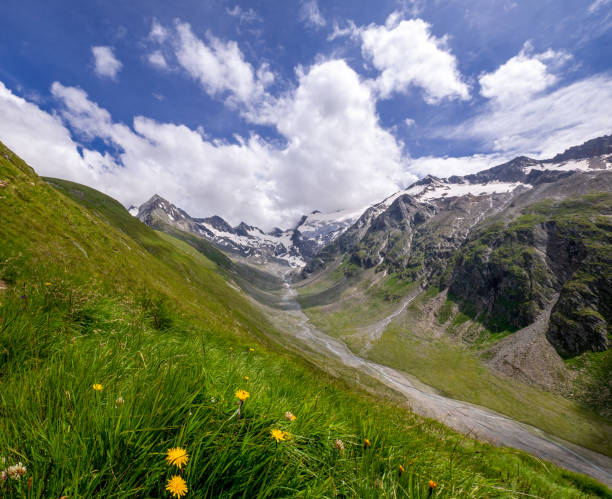 Mountain valley with plants in foreground and small riverbed, leading up to snow covered mountain range