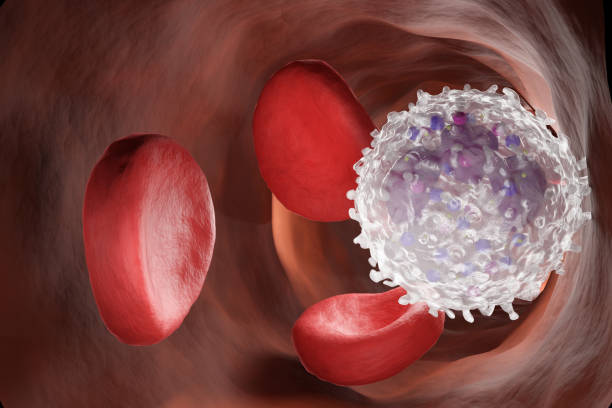 istock Leukocyte, white blood cells inside a human vein. . 3d render. 1367676552