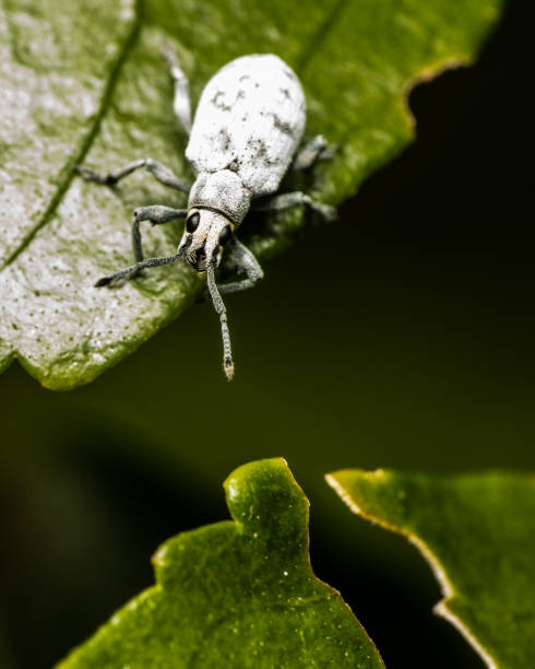 istock Weevil Pest chewing on leaves in garden 1367677560