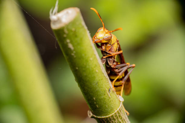 Macro shot of a reddish-brown paper wasp clinging to a dry tree branch, showing detailed wings and body texture in a natural outdoor environment.