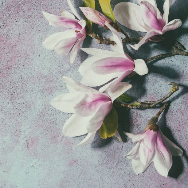 istock Beautiful pink magnolia flowers on branches with leaves 1367677847