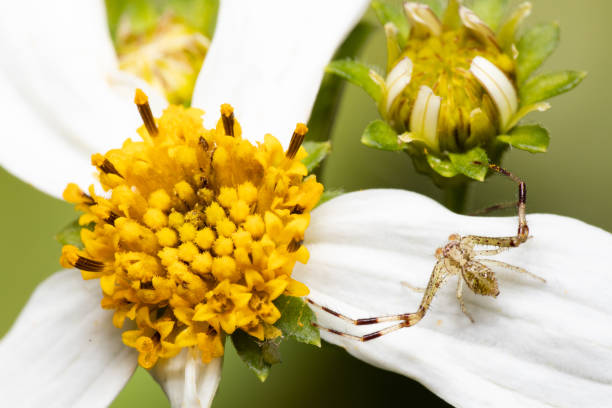20+ Florida Crab Spider Stock Photos, Pictures & Royalty-Free Images
