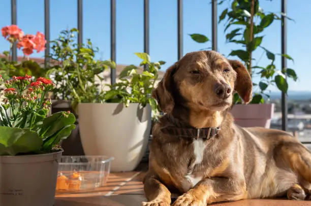 Photo of Brown dachshund sunbathing on a balcony