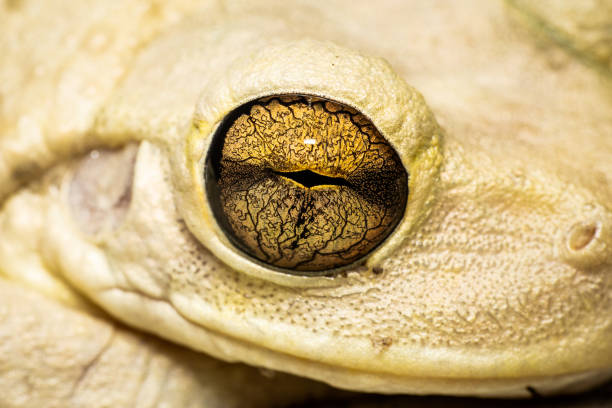 Cuban Tree Frog close up of eye