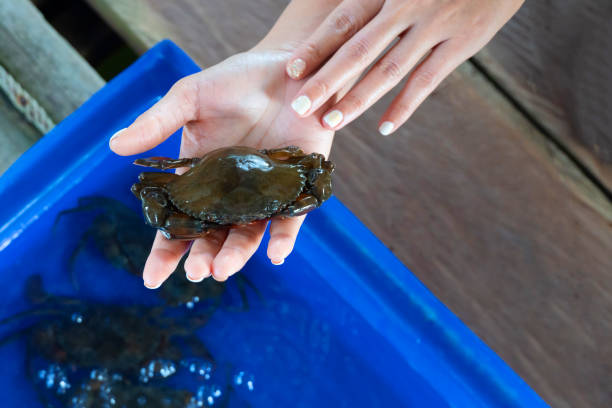 istock An Asian woman holds soft-shell crabs in her hand 1367679404