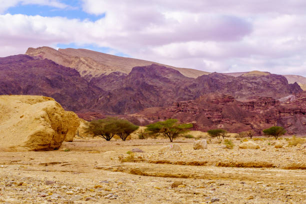 istock Shkhoret Canyon, with acacia tree, Massive Eilat Nature Reserve 1367679763