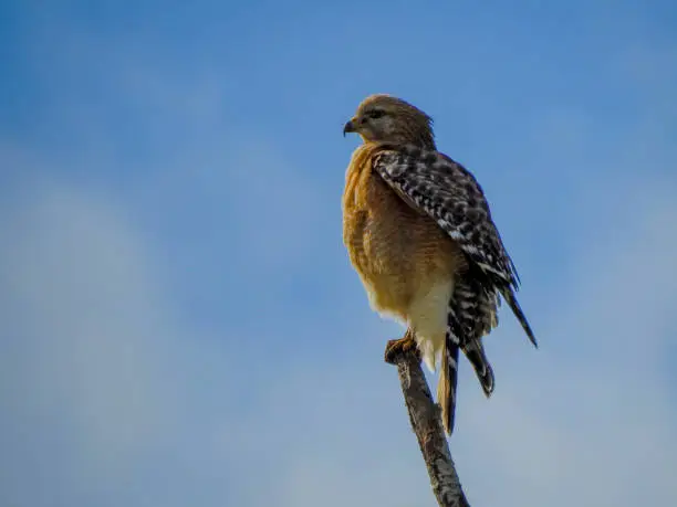 Photo of Red-shouldered Hawk Perched on Dead Branch