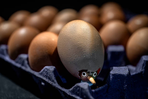 pinocchio versteckt zwischen vielen eiern - childrens literature stock-fotos und bilder