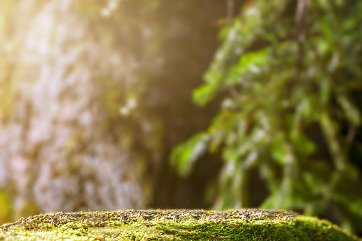 mockup copy space background green coniferous forest and a stone pedestal made of moss. the real natural background of the Siberian taiga for natural products is blur.