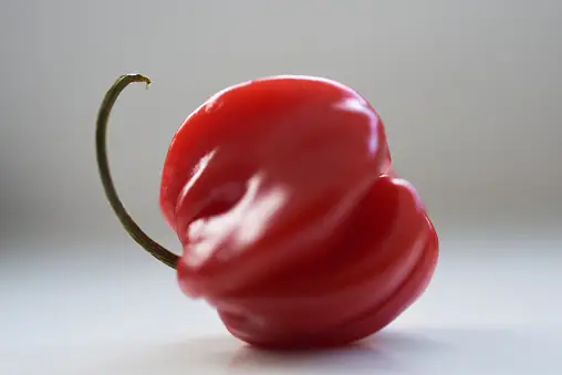Image Piment Rouge 50,000+ Red Pepper Photos | Télécharger des images gratuites sur Unsplash