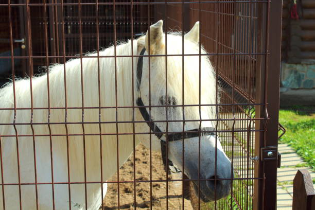 istock Miniature beautiful white horse. 1367683513