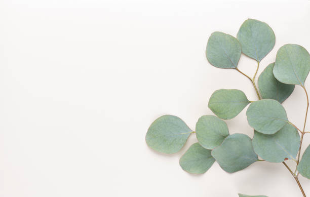 istock Eucalyptus composition. Pattern made of various colorful flowers on white background. Flat lay stiil life. 1367683798
