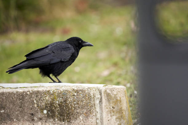 istock 1 Dark raven (Corvus) sitting on a wall. Animal wildlife. Side view. 1367683847