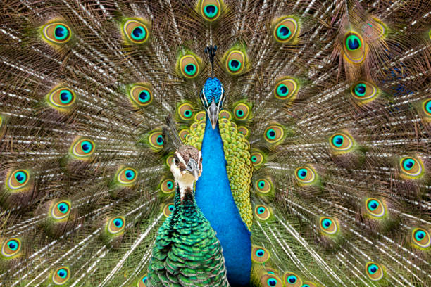 Two peacocks displaying vibrant plumage in a lush green park setting under a clear blue sky.