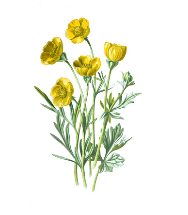 Ranunculus bulbosus flower. Beautiful Antique hand drawn flowers illustration. (bulbous buttercup) or St Anthony's turnip or bulbods crowfoot. Vintage and antique flowers. wild flower illustration. 19th century. retro style.