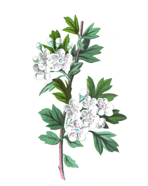 illustrazioni stock, clip art, cartoni animati e icone di tendenza di biancospino o fiore di crateagus. (quickthorn o thornapple) may-tree, whitehorn o hawberry. illustrazione di fiori antichi disegnati a mano. fiori vintage e antichi. illustrazione di fiori selvatici. 19 ° secolo. - hawthorn