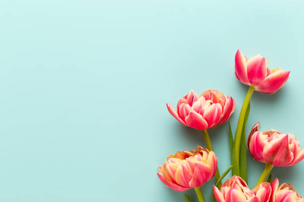 istock Spring flowers, tulips on pastel colors background. Retro vintage style. 1367687301