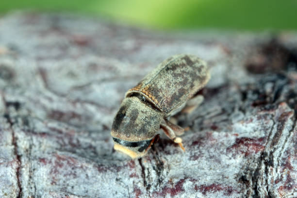 короед carphoborus perrisi на коре фисташковых рыб. - cypress tree bark tree wood стоковые фото и изображения