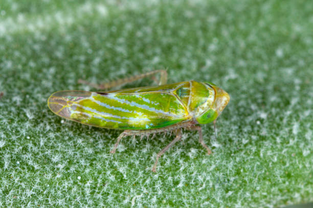 istock Liguropia juniperi - leafhopper (Cicadellidae) who lives on junipers. 1367689717