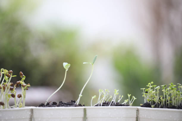 Green butterhead lettuce sprouts vegetables growing plant