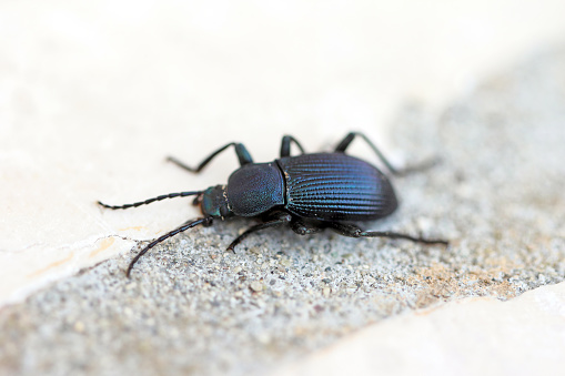 Beetle Coleoptera; Tenebrionidae; Helops sp from Croatia on stone.