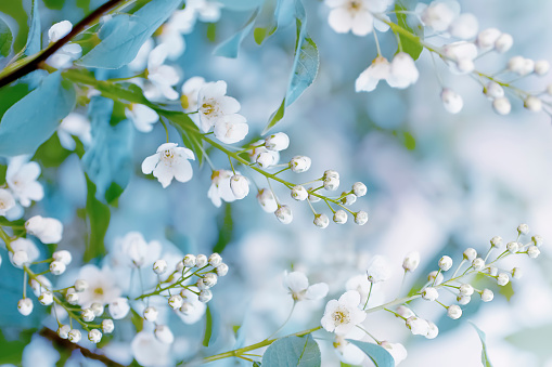 Floral spring background, soft focus. Branches of blossoming bird-cherry (Prunus padus) in spring outdoors macro in vintage light blue pastel colors. Delicate elegant airy artistic image of spring.
