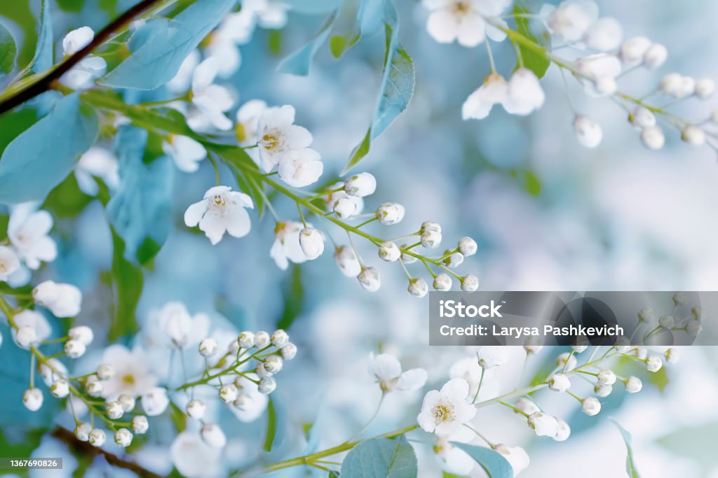Floral spring background — branches of blossoming bird-cherry in spring outdoors. Floral spring background, soft focus. Branches of blossoming bird-cherry (Prunus padus) in spring outdoors macro in vintage light blue pastel colors. Delicate elegant airy artistic image of spring. Macrophotography Stock Photo