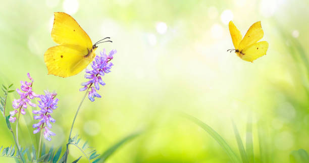 istock Yellow butterfly close-up on wild meadow violet flower in spring. 1367690842