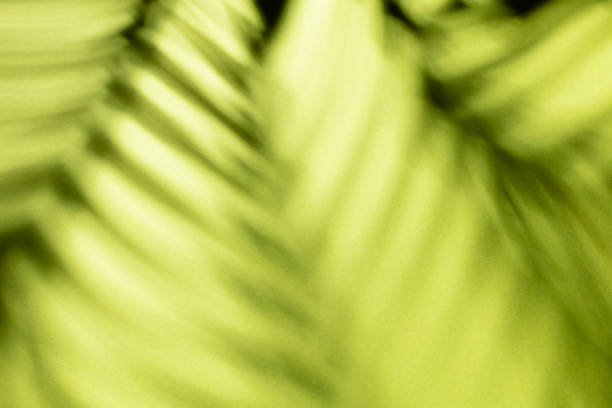 istock Palm leaves and shadows on a color wall background. 1367690970