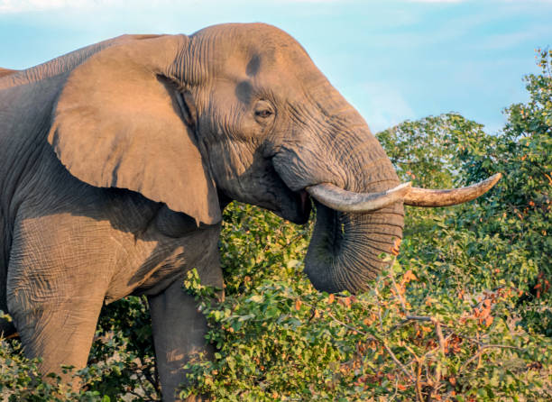 istock An elephant with long tusks is actively walking through the bushes. 1367691083