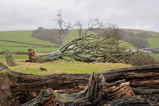 Tree felled by Storm Malik on the Isle of Bute, Scotland.