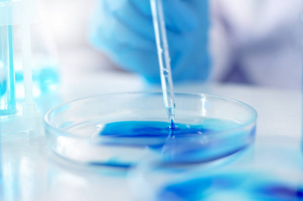 istock A scientist draws liquid from a petri dish into a laboratory pipette. Laboratory research and development 1367691802