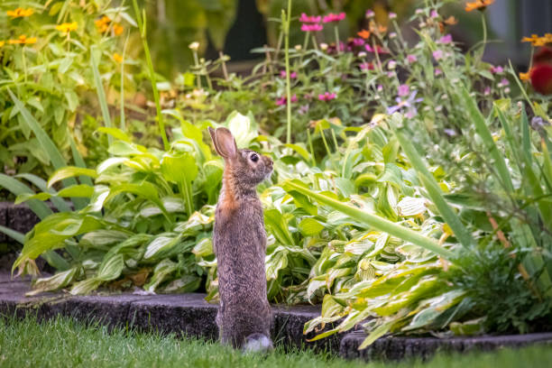 Rabbit looking at garden stock photo