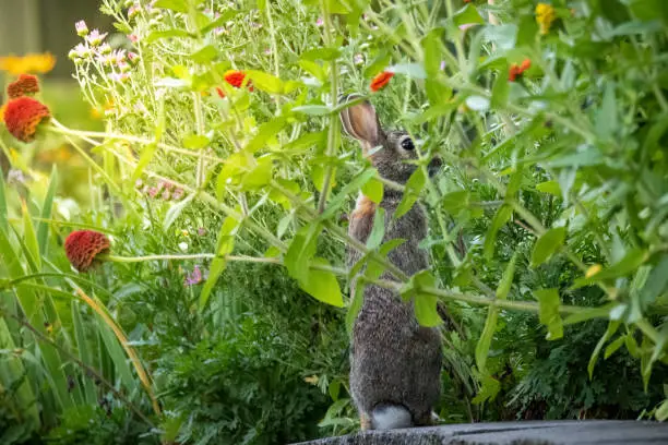 Photo of Rabbit in flower garden