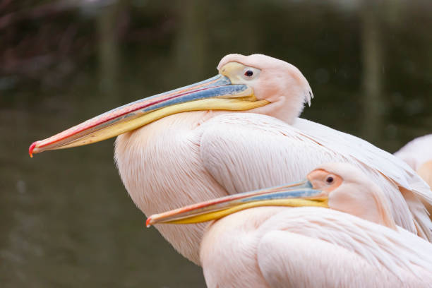 istock pelicans at Jihlava ZOO, Czech Republic 1367692972
