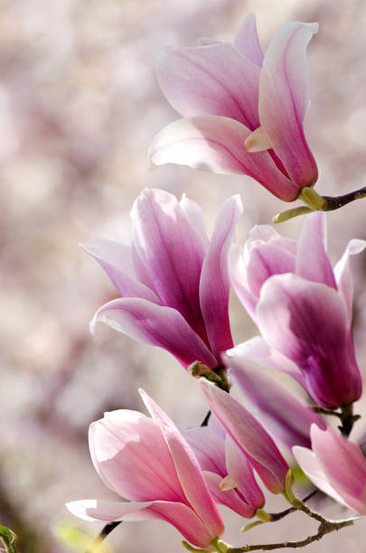 beautiful magnolia tree blossoms in springtime. jentle magnolia flower against sunset light. - magnolia blossom imagens e fotografias de stock