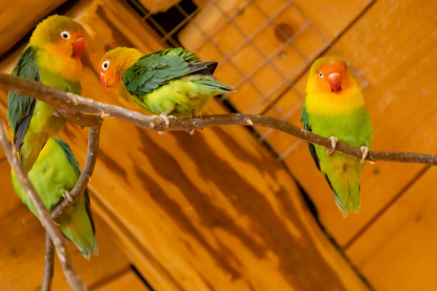 istock parrots at the zoo, Jihlava, Czech Republic 1367693421