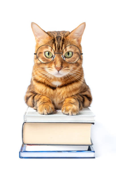 istock Domestic cat with glasses on a stack of books. 1367694761