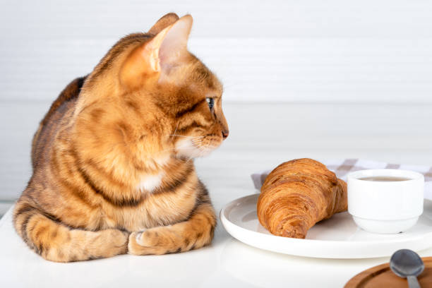 croissant, jam and a cat on a white table. - domestic cat towel pets animal imagens e fotografias de stock