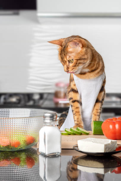 istock The cat licks his lips while looking at a bowl of salad. 1367694834