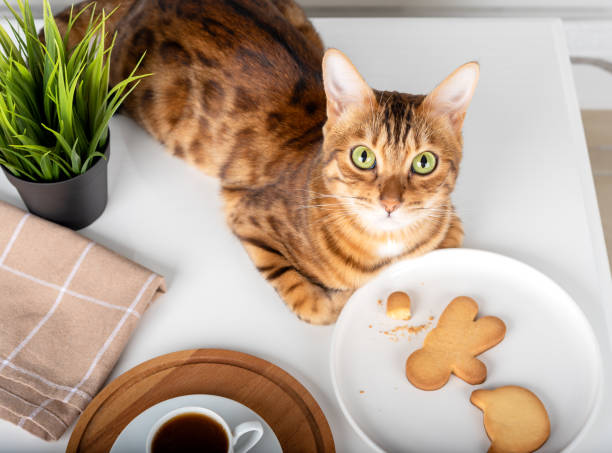 top view of plate with cookies and cat - domestic cat towel pets animal imagens e fotografias de stock