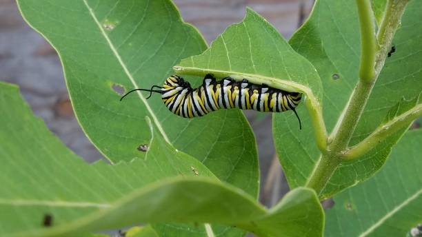 Caterpillar Monarch caterpillar milkweed stock pictures, royalty-free photos & images
