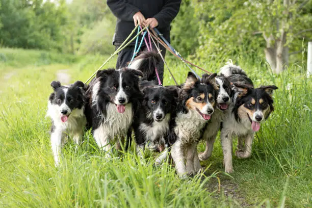 Walk with many dogs on a leash in the nature.  Obedient Border Collies